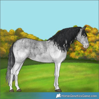 Horse Color:White Spotted Blue Roan Rabicano and White Spotted Blue Roan Rabicano