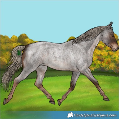 Horse Color:White Spotted Liver Red Roan 