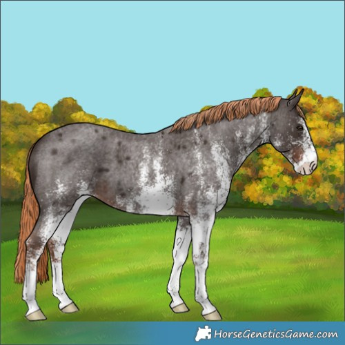 Horse Color:White Spotted Liver Red Roan 