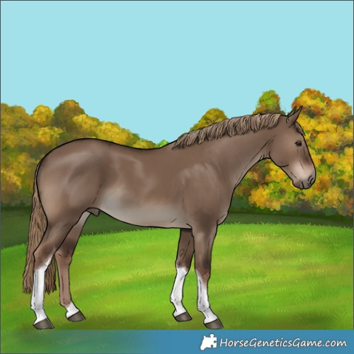 Horse Color:Liver Red Dun Tobiano 