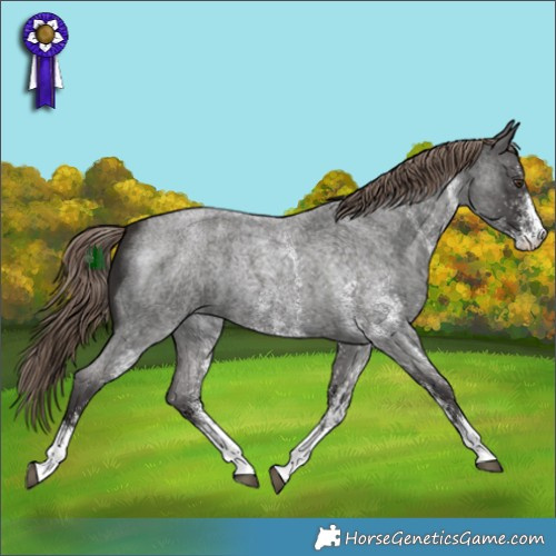 Horse Color:White Spotted Liver Red Roan 