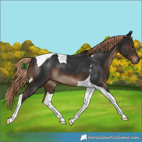 Horse Color:Liver Chestnut Tobiano 
