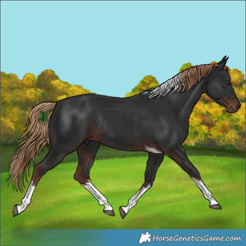 Horse Color:White Spotted Liver Chestnut Tobiano Rabicano 