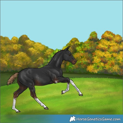 Horse Color:White Spotted Liver Chestnut Tobiano Rabicano