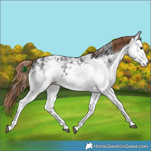 Horse Color:White Spotted Liver Chestnut 
