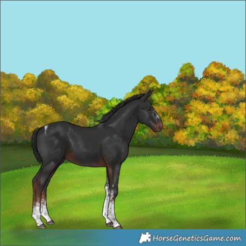 Horse Color:White Spotted Liver Chestnut Tobiano