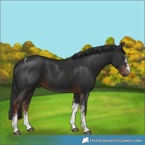 Horse Color:White Spotted Liver Chestnut Tobiano 