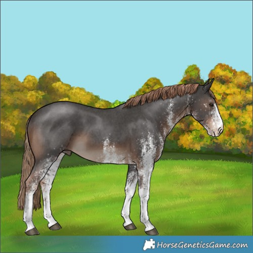 Horse Color:White Spotted Liver Chestnut 