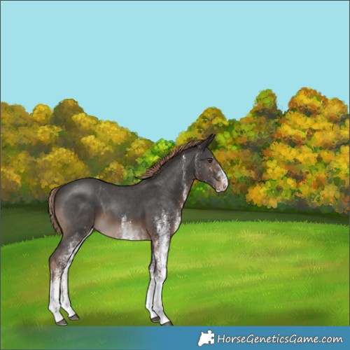 Horse Color:White Spotted Liver Chestnut 