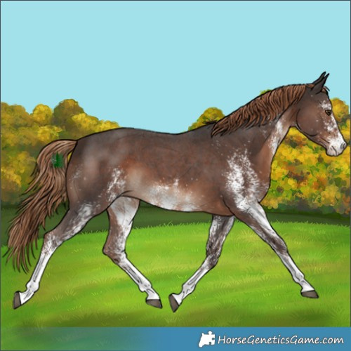 Horse Color:White Spotted Liver Chestnut 
