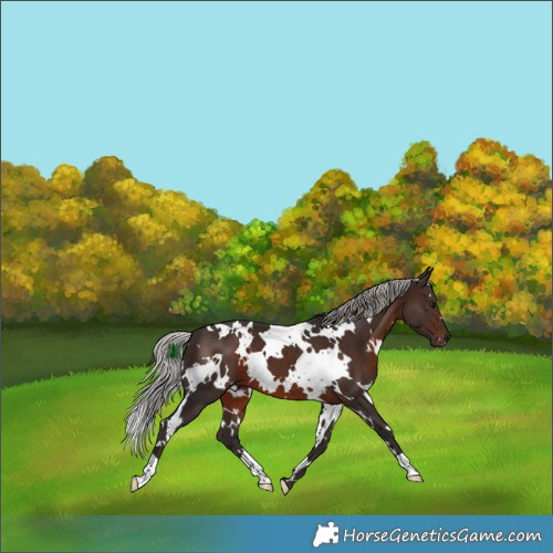 Horse Color:White Spotted Silver Brown 