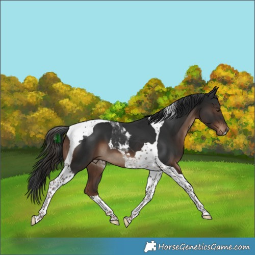 Horse Color:Liver Chestnut Tobiano 