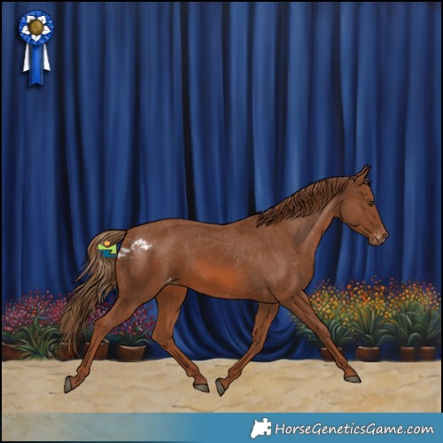 Horse Color:Chestnut Skewed Appaloosa