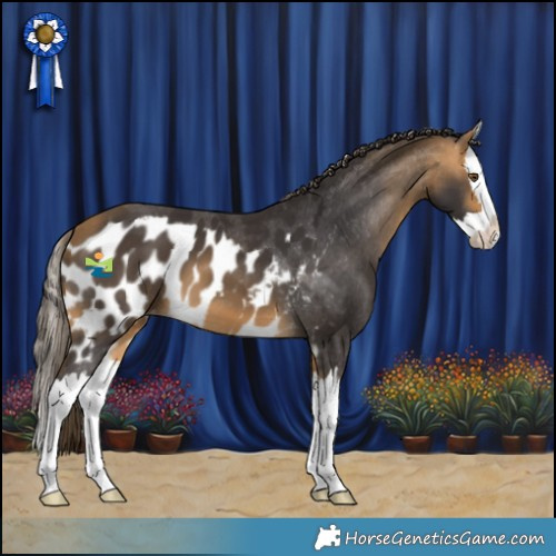 Horse Color:Buckskin Splash Skewed Appaloosa
