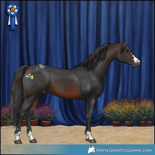 Horse Color:Brown Skewed Appaloosa 