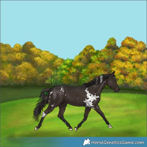 Horse Color:White Spotted Liver Chestnut 