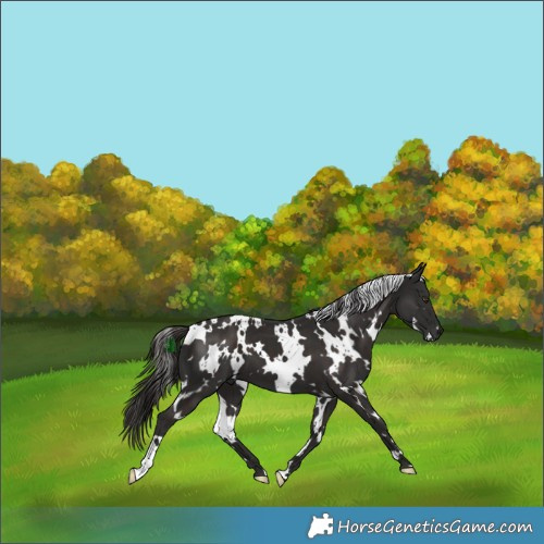 Horse Color:White Spotted Liver Chestnut 