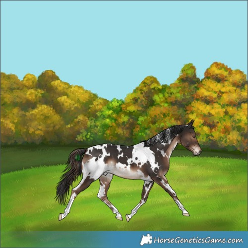 Horse Color:White Spotted Liver Chestnut 