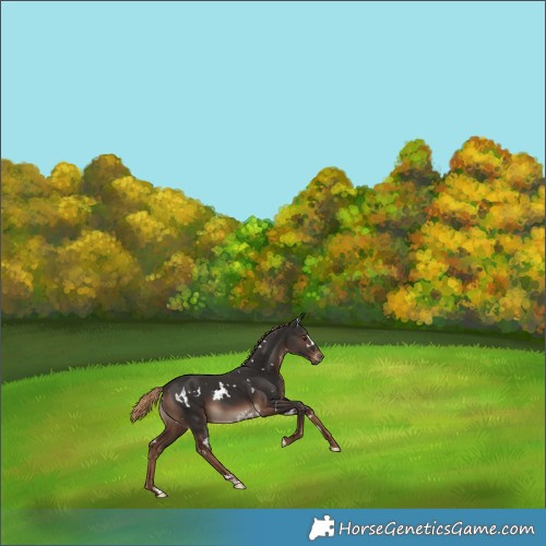 Horse Color:White Spotted Liver Chestnut 