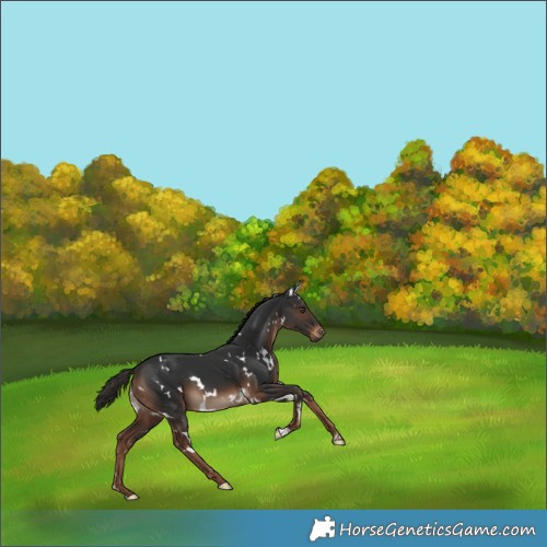 Horse Color:White Spotted Liver Chestnut 