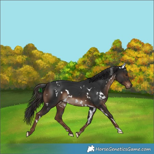 Horse Color:White Spotted Liver Chestnut 