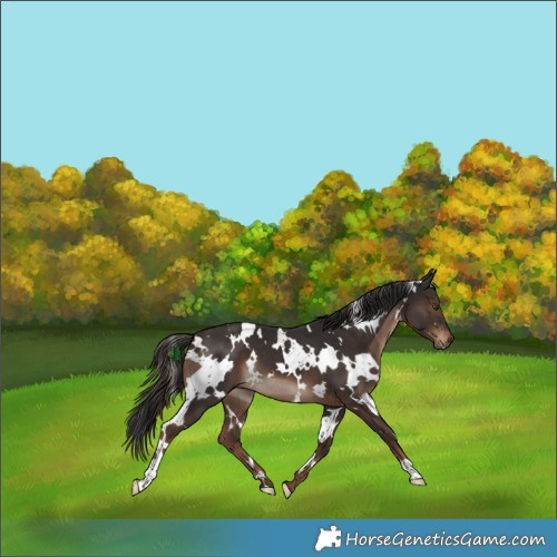 Horse Color:White Spotted Liver Chestnut 