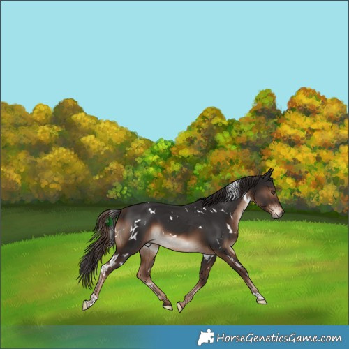 Horse Color:White Spotted Liver Chestnut 