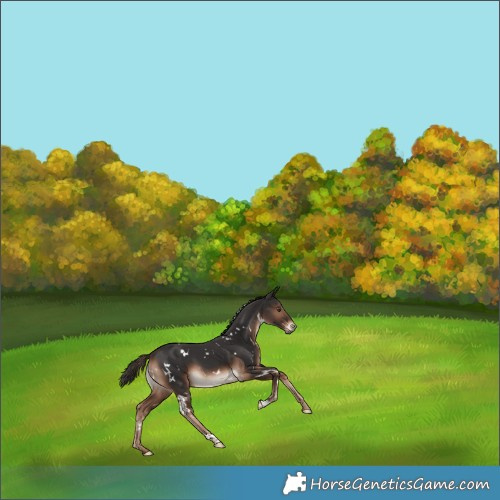 Horse Color:White Spotted Liver Chestnut