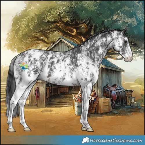 Horse Color:Brown Sabino Splash Appaloosa  and Brown Sabino Appaloosa 