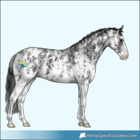 Horse Color:Brown Sabino Splash Blanket and Brown Sabino Snowcap