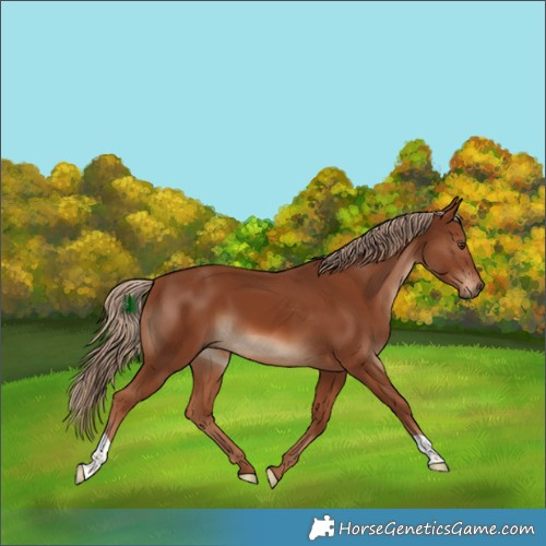 Horse Color:Chestnut 