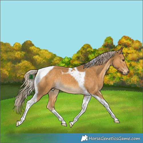 Horse Color:Palomino Tobiano 
