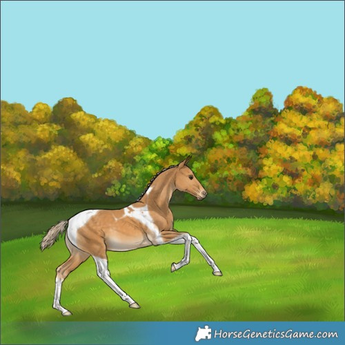 Horse Color:Palomino Tobiano 