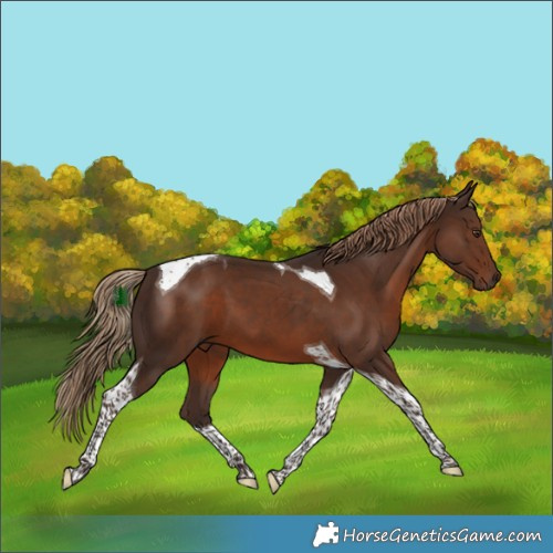 Horse Color:Liver Chestnut Tobiano 
