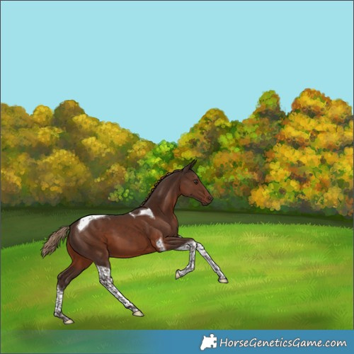 Horse Color:Liver Chestnut Tobiano 