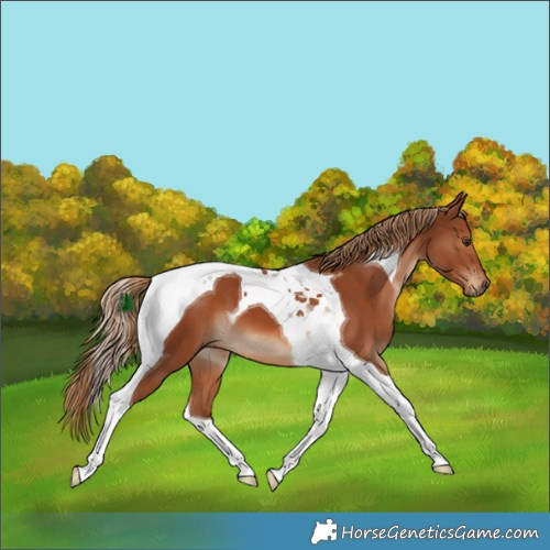 Horse Color:Chestnut Tobiano 