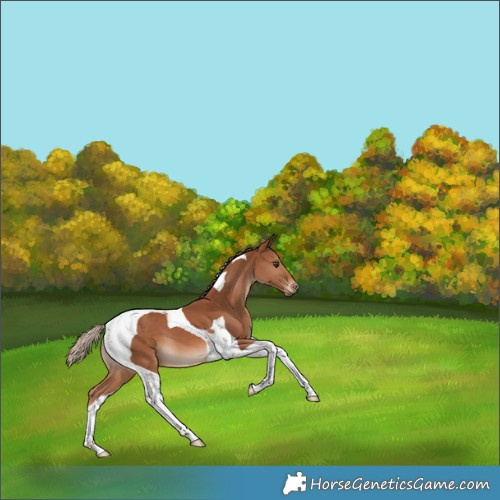 Horse Color:Chestnut Tobiano