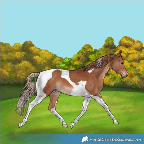 Horse Color:Chestnut Tobiano 