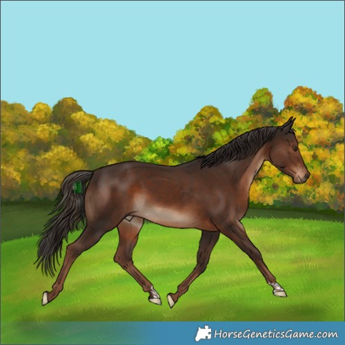 Horse Color:Liver Chestnut 