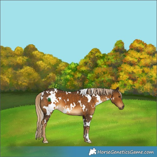 Horse Color:White Spotted Chocolate Palomino