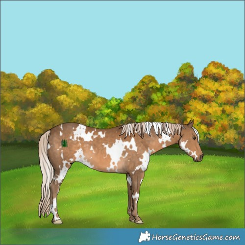Horse Color:White Spotted Chocolate Palomino