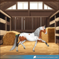 Horse Color:Bay Splash Tobiano  and Bay Roan Splash Tobiano 