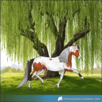 Horse Color:Bay Splash Tobiano  and Bay Roan Splash Tobiano 