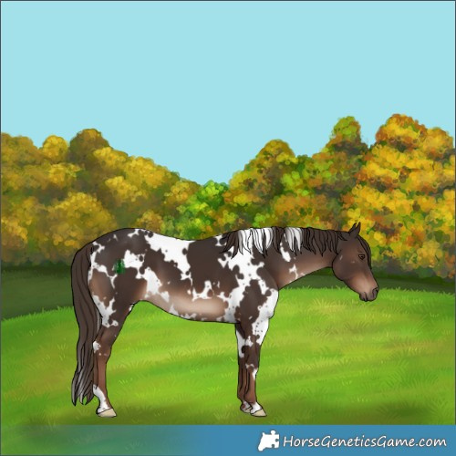 Horse Color:White Spotted Liver Chestnut 