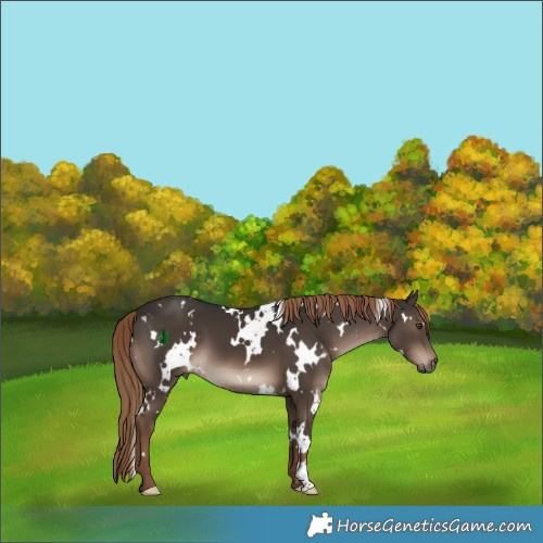 Horse Color:White Spotted Liver Chestnut