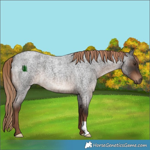 Horse Color:Liver Red Roan 