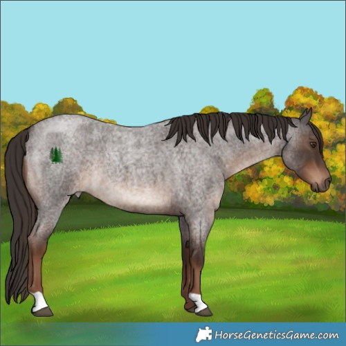 Horse Color:Liver Red Roan 