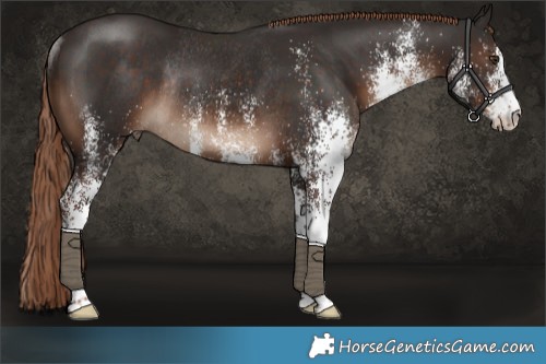 Horse Color:White Spotted Liver Chestnut Rabicano 