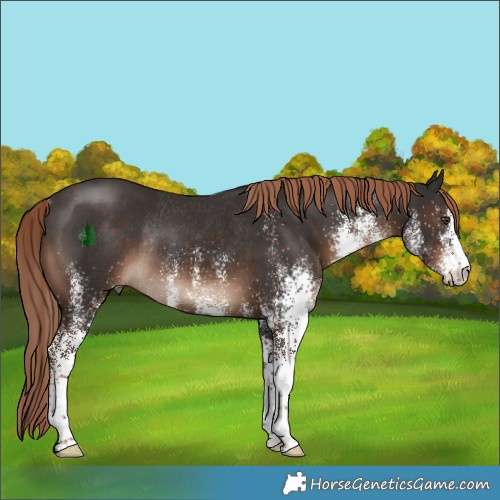 Horse Color:White Spotted Liver Chestnut Rabicano 