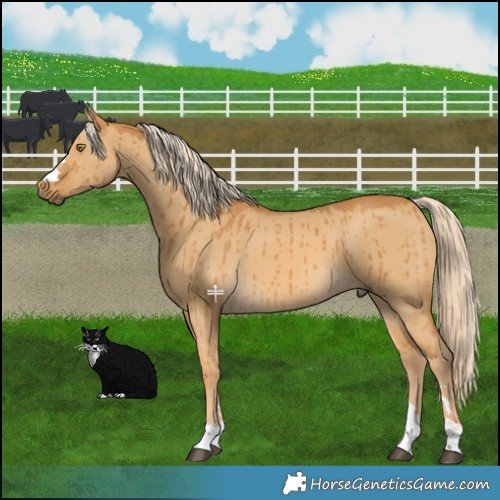 Horse Color:Pseudo Palomino Dun Brindle